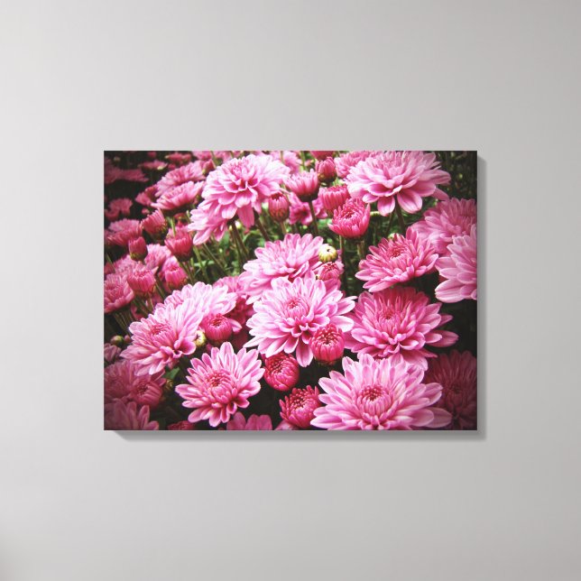 A Sea of Rosa Chrysanthemums Canvastryck (Framsida)