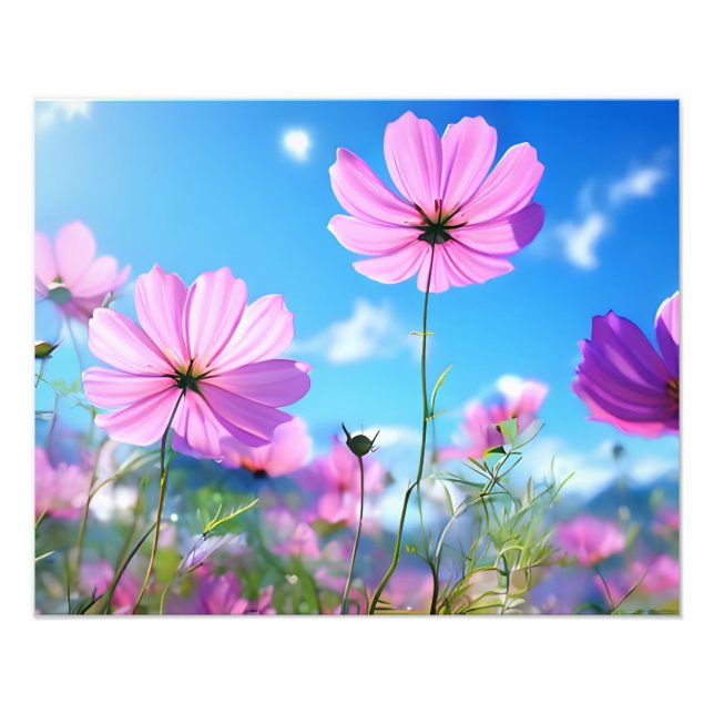 A Sea of Rosa: Cosmos Flowers in Bloom Fototryck (Framsidan)