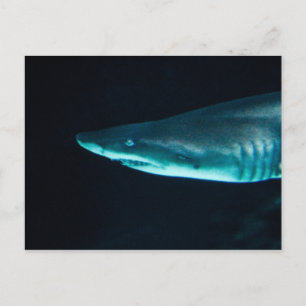 A Shark Vykort