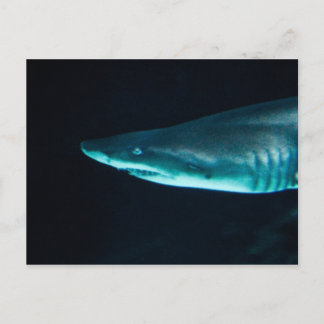 A Shark Vykort