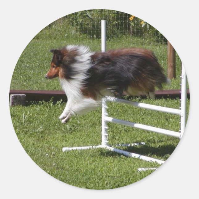 A Sheltie Clears Pub Runt Klistermärke (Framsida)