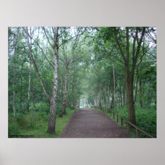 A Sherwood Forest Väg Poster