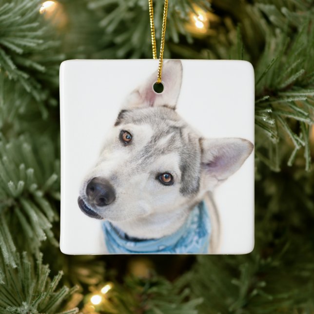 A Siberian husky Mix lutar huvudet Julgransprydnad Keramik (Träd)