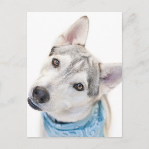 A Siberian husky Mix lutar huvudet Vykort