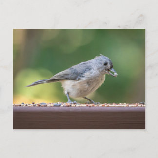 A small tufted titmouse eating birdseed. vykort