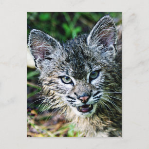 A Smiling Bobcat Kitten Vykort