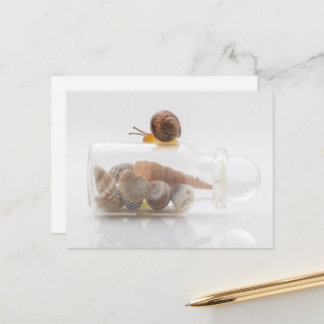 A snail and seashells vykort