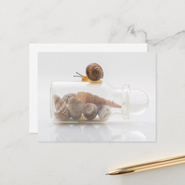 A snail and seashells vykort (Fram/Back In Situ)