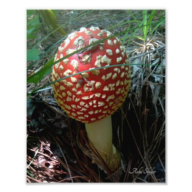 A Snigel Utforska ett Röda Amanita Muscaria Mushro Fototryck (Framsidan)
