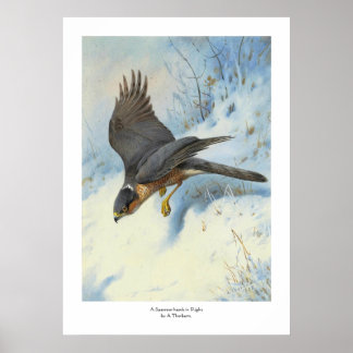A Sparrow-hawk under flygning Poster