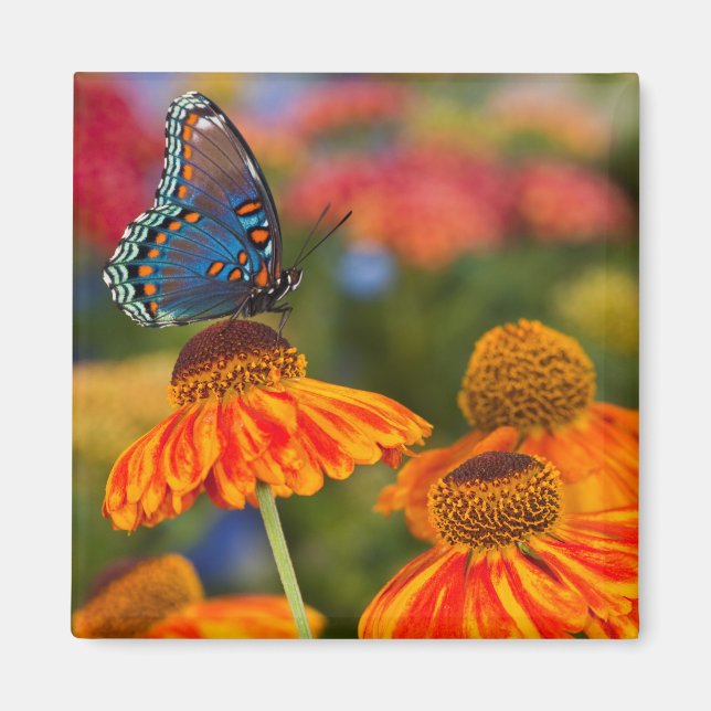 A Spicebush Swallowtail, Papilio troilus Magnet (Framsidan)