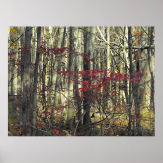 A Spray of Red Lövs Poster