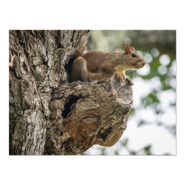 A squirrel perched on the knob of a tree. fototryck (Framsidan)