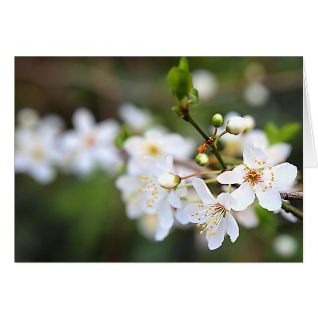 A STÄNK i VÅR Hälsningskort (Framsidan Horizontal)