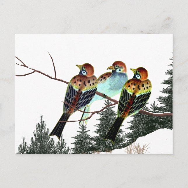 A Star är född Vykort (Framsida)