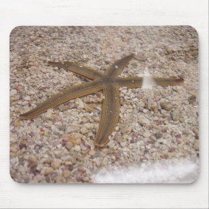 A Starfish Musmatta