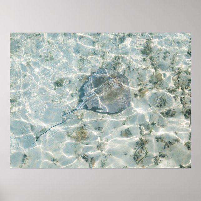 A Stingray Poster (Framsidan)