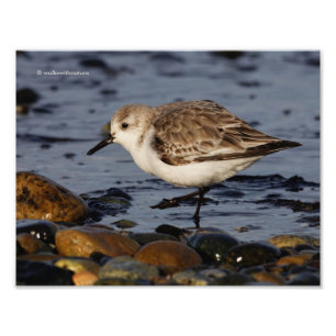 A Strullande Sanderling Fototryck