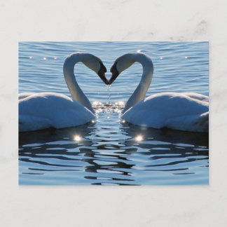 A Svan Heart Kiss, reflektioner från Kärlek Vykort
