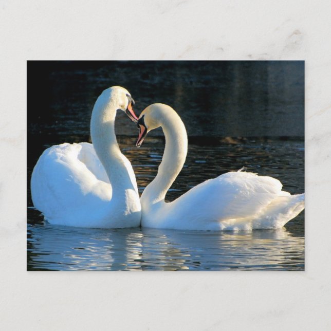 A Svan Heart Kiss, reflektioner från Kärlek Vykort (Framsida)