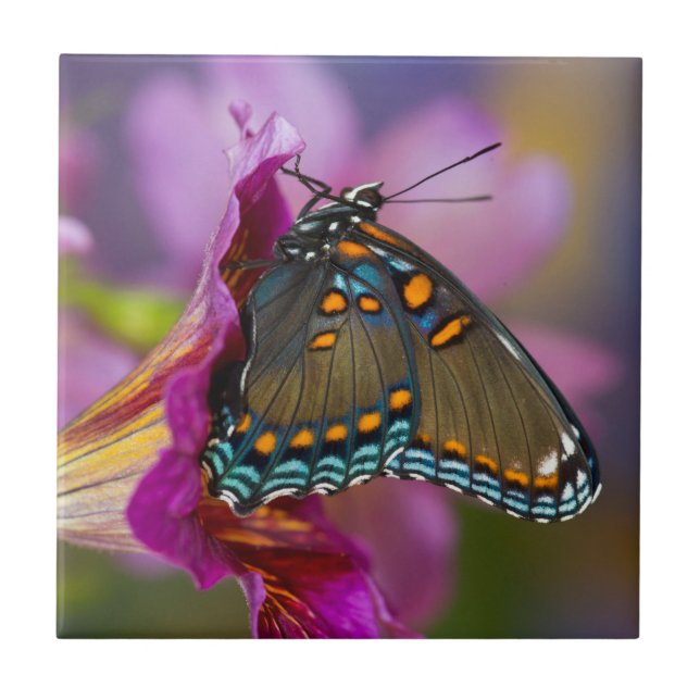 A Swallowtail Butterfly Kakelplatta (Framsidan)