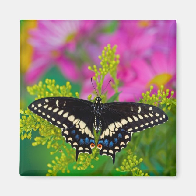 A Swallowtail-Butterfly Landing Magnet (Framsidan)