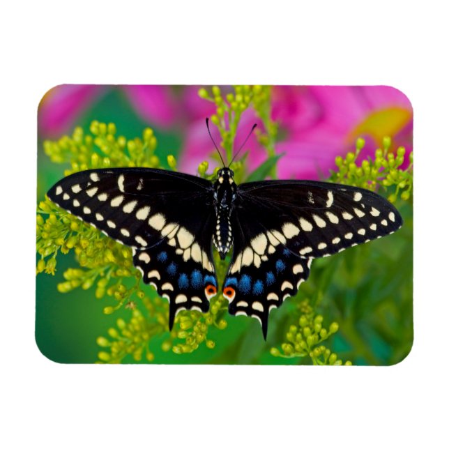 A Swallowtail-Butterfly Landing Magnet (Horisontell)