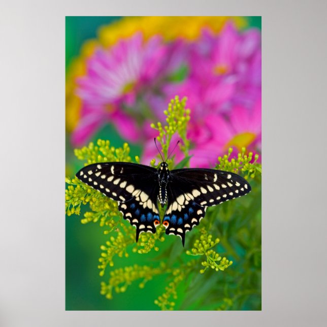 A Swallowtail-Butterfly Landing Poster (Framsidan)