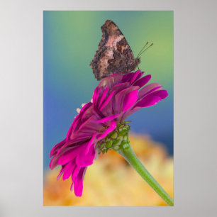 A Swallowtail Butterfly   Papilio Multicaudatus Poster