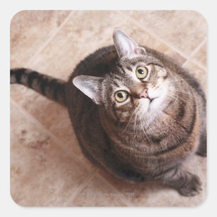 A TABBY KATT TITTAR FYRKANTIGT KLISTERMÄRKE
