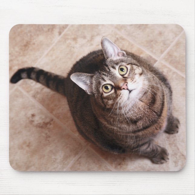 A TABBY KATT TITTAR MUSMATTA (Framsidan)