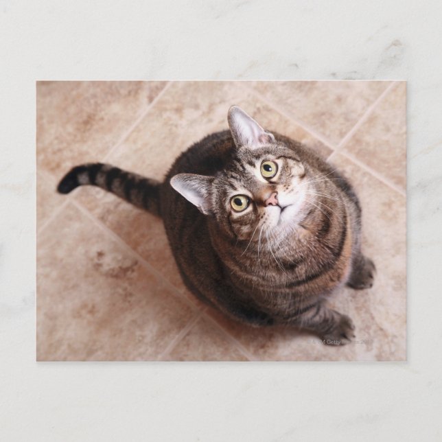 A TABBY KATT TITTAR VYKORT (Framsida)