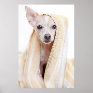 A Tan and White Chihuahua Sits under ett Towel Poster