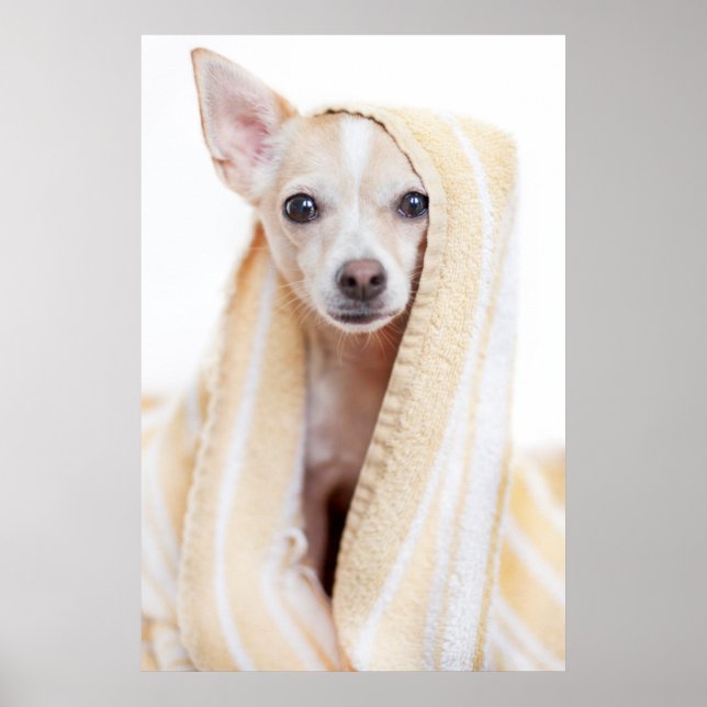 A Tan and White Chihuahua Sits under ett Towel Poster (Framsidan)