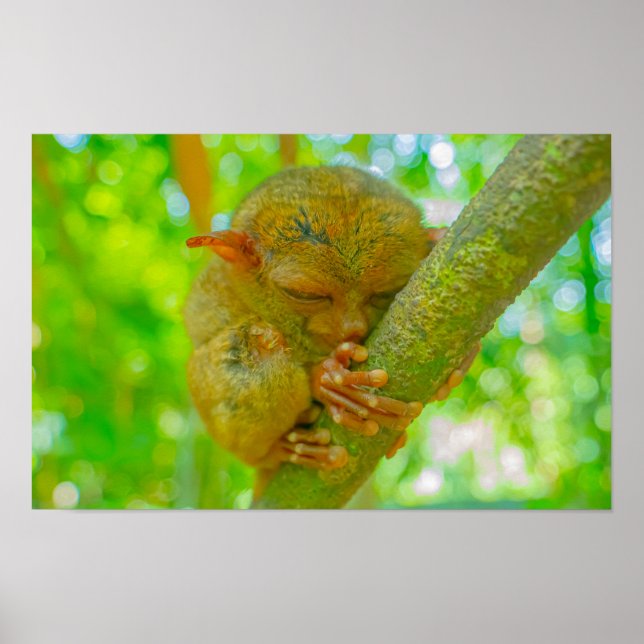 A Tarsier's Tranquil Slumber in Bohol Poster (Framsidan)