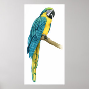 A Teal Macaw Poster