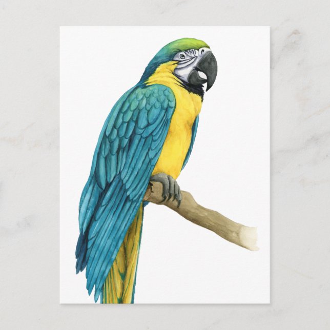 A Teal Macaw Vykort (Framsida)