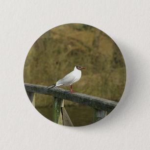 A tern - knapp