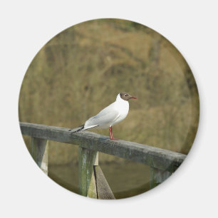 A tern - magnet