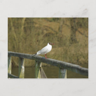 A tern - vykort