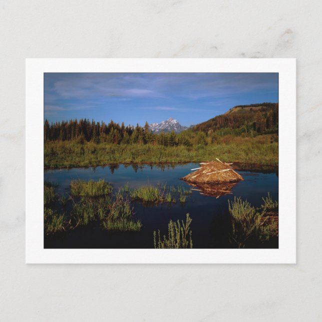 "A Teton Summer" Vykort (Framsida)