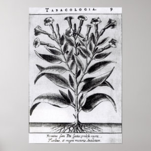 A Tobacco Plant, 1622 Poster