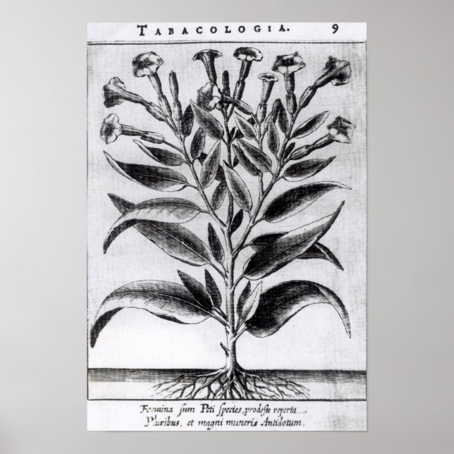 A Tobacco Plant, 1622 Poster (Framsidan)