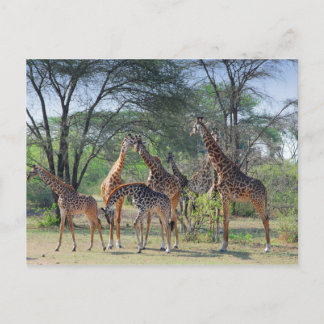 A Torn i Giraffes Vykort