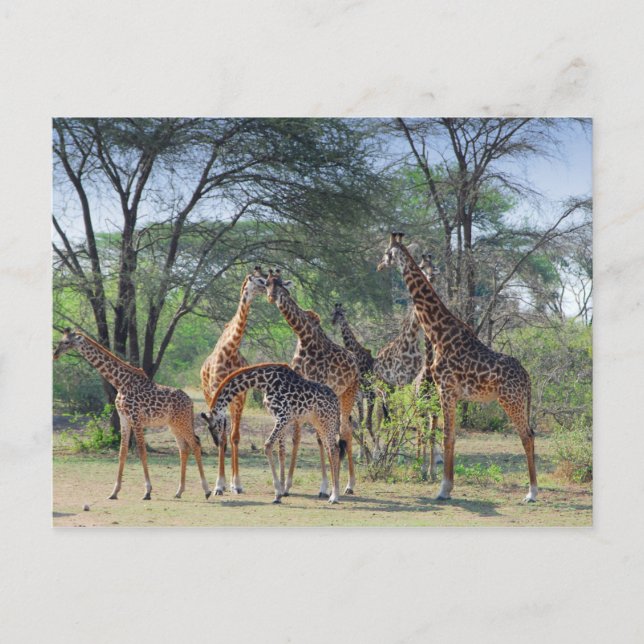 A Torn i Giraffes Vykort (Framsida)