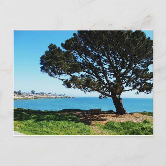 A Träd för alla säsonger Vykort (Framsida)