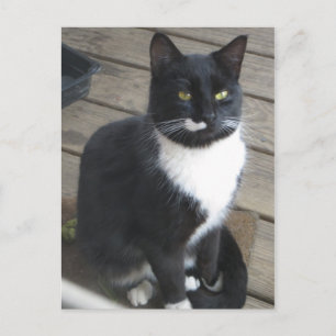 A Tuxedo Cat Vykort