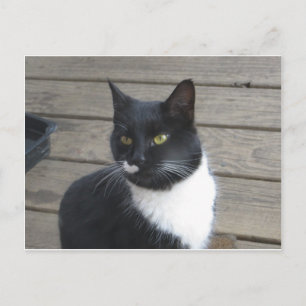 A Tuxedo Cat Vykort