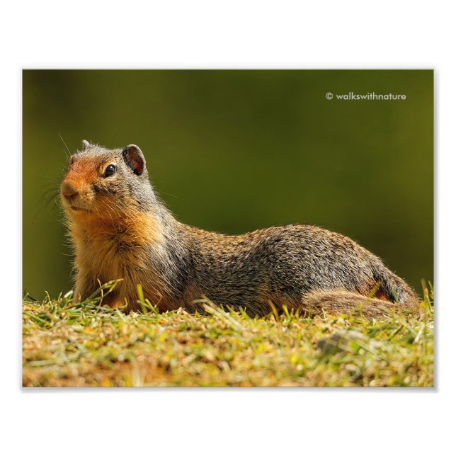 A Twitchy-Nposed Columbian Ground Squirrel Fototryck (Framsidan)