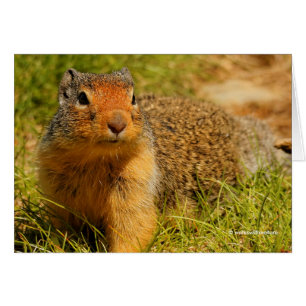 A Twitchy-Nposed Columbian Ground Squirrel Hälsningskort